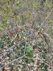 Lonicera
