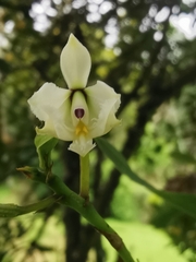 Epidendrum blepharistes