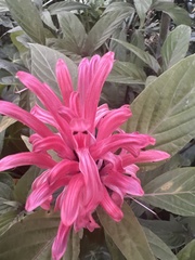Justicia carnea