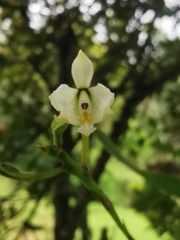 Epidendrum blepharistes