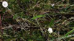 Convolvulus remotus