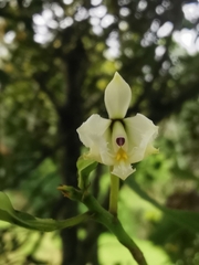 Epidendrum blepharistes