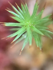 Polytrichum strictum