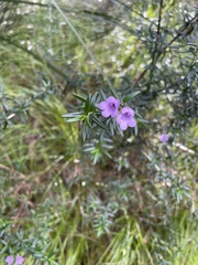 Prostanthera phylicifolia