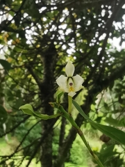 Epidendrum blepharistes