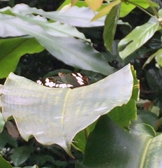 Moduza procris milonia