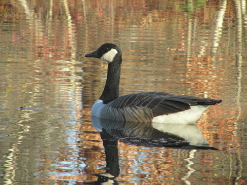 Canada Goose photographed in Rhode Island