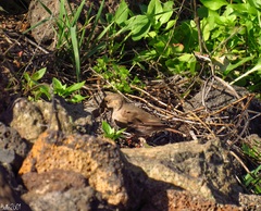 Bucanetes githagineus