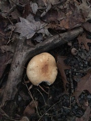 Russula stricta