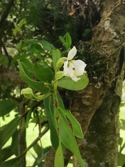 Epidendrum blepharistes