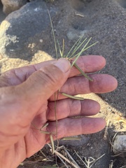 Sphinctospermum constrictum