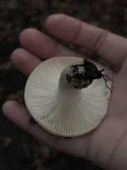 Russula stricta