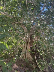 Ficus petiolaris palmeri
