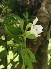 Epidendrum blepharistes