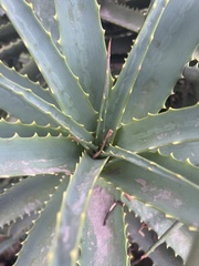 Asphodeloideae
