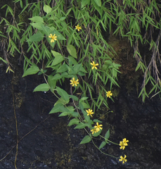 Pogonatherum crinitum