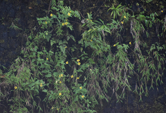 Pogonatherum crinitum