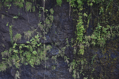 Pogonatherum crinitum