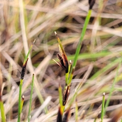 Schoenus ferrugineus