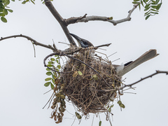 Philemon citreogularis