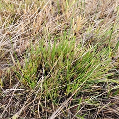 Schoenus ferrugineus