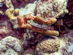 Bergia puertoricense