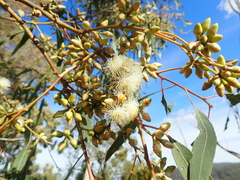 Eucalyptus dealbata