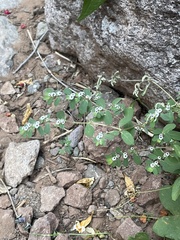 Euphorbia pediculifera