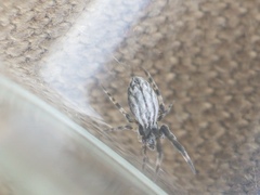 Uloborus walckenaerius