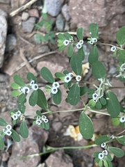 Euphorbia pediculifera