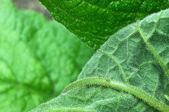 Calomeria amaranthoides