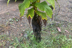 Calomeria amaranthoides