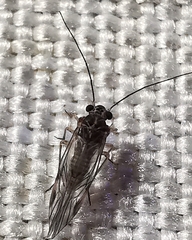 Lachesilla