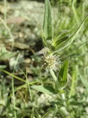 Opercularia hispida