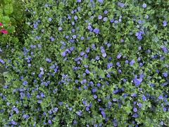 Convolvulus sabatius