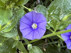 Convolvulus sabatius