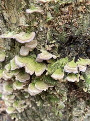 Cerrena unicolor