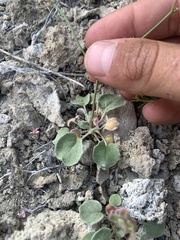 Eriogonum ampullaceum