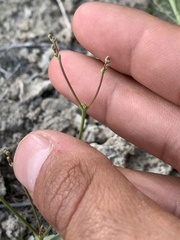 Eriogonum ampullaceum