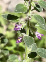 Pseudorontium cyathiferum