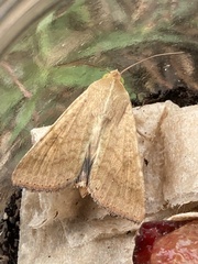 Helicoverpa armigera