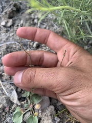 Eriogonum ampullaceum