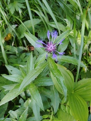 Centaurea triumfettii