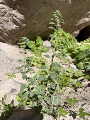 Pseudorontium cyathiferum