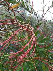 Schizolobium parahyba