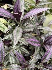 Strobilanthes auriculata