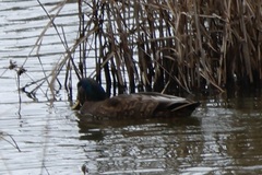 Anas rubripes × platyrhynchos