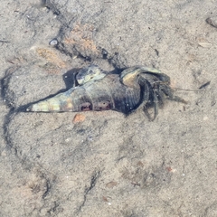 Clibanarius longitarsus