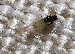 Aphis spiraecola