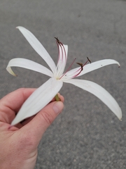 Crinum americanum